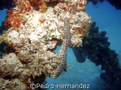 Bearded Fireworm,Palmas Del mar Humacao. puerto rico by Pedro Hernandez 